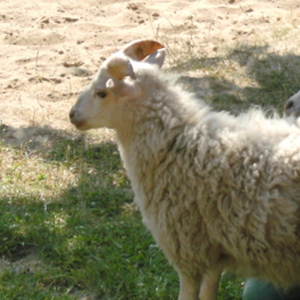 Ein Schaf kommt zu Besuch - 2010